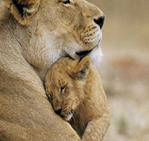 Gir National Park